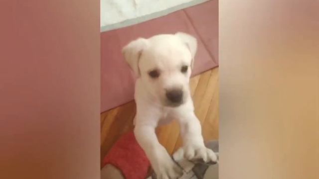 Малышка дома смотреть онлайн