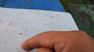 Обработка пчел от клеща муравьиной кислотой. Продолжение, 13-14 августа. Клещ падает.