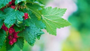 Лекарственные и ядовитые растения..mp4