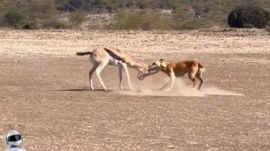 Бродячая Собака Напала на Антилопу / Битвы Животных Снятые На Камеру