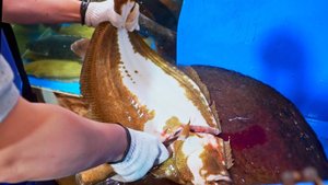 Навыки быстрой резки сашими. Рынок морепродуктов..