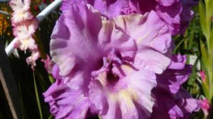 Гладиолусы и георгины в саду.