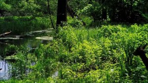 Новости заповедного водопоя. Воронежский заповедник