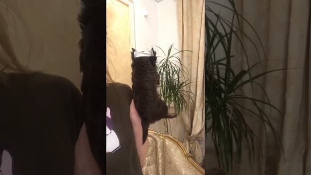 Малышка шоколадный йорк, терьер what’s app 8(999)013-3-999