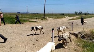 Перегон скота с равнины в горы на летние пастбища, 1 й день  Всего 5 дней в пути