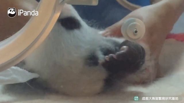 Пандёнок наслаждается расслабляющим массажем от няни|CCTV Русский смотреть онлайн