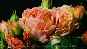 Как распускается роза Каоликазали - Kaorikazari (Keiji Япония, 2012)