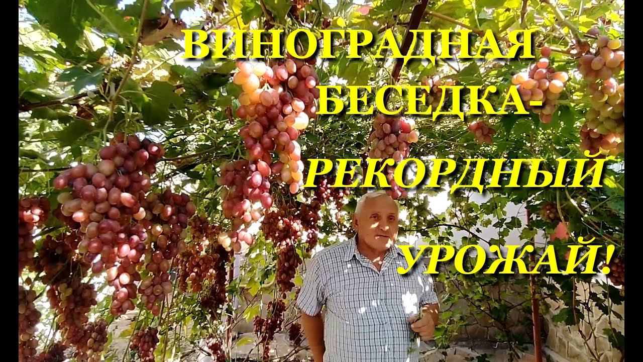 ВИНОГРАДНАЯ БЕСЕДКА ДАЕТ РЕКОРДНЫЙ УРОЖАЙ! смотреть онлайн