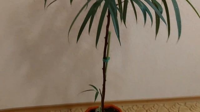 Фикус Binnendijkii Ali смотреть онлайн