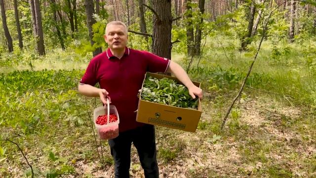 ФЕРМЕНТИРОВАННЫЙ ЧАЙ ИЗ ЛИСТЬЕВ ЗЕМЛЯНИКИ!!! - Андрей Гренок