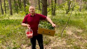 ФЕРМЕНТИРОВАННЫЙ ЧАЙ ИЗ ЛИСТЬЕВ ЗЕМЛЯНИКИ!!! - Андрей Гренок