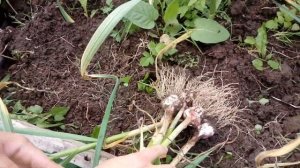 Копаем чеснок, посаженные головками
