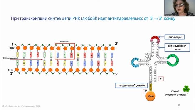 ЕГЭ-2021 по биологии. Практикум «Методика решения задач по молекулярной биологии»