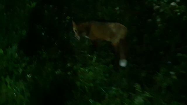 Алиса - лиса. Нападение на ногу с целью отнять еду смотреть онлайн