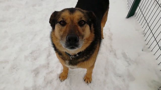 Приют Солнцево. Домашняя собака в приюте смотреть онлайн