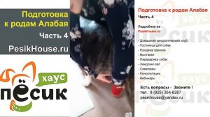 Подготовка к родам Алабая Часть 4 на Песик Хаус | PesikHouse.ru