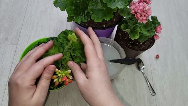 Срочно НАЛЕЙТЕ в ГЕРАНЬ, чтобы листики не желтели, цветы здоровели, даже чахлый цветок оживал смотреть онлайн