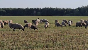 Скрещивание животных! Эко-ферма «Свободный»! Мериноланд, Романовские, Дорпер, суффолк! Элитные овцы