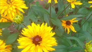 Красивые МНОГОЛЕТНИЕ цветы СЕМЕНАМИ