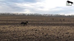 Охота с собаками 2019