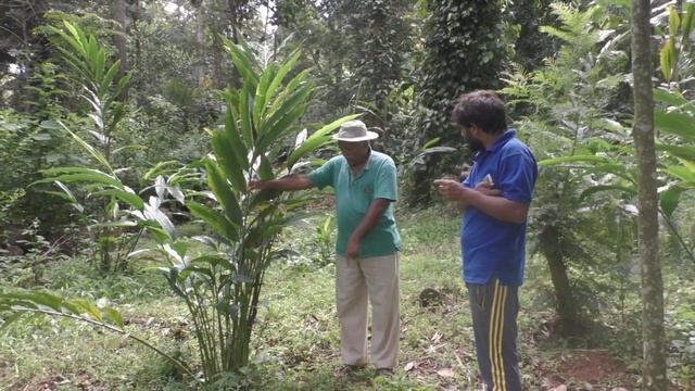 How to grow cardamom from mother plant in 2021 смотреть онлайн