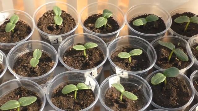 СУПЕР КРЕПКАЯ РАССАДА ОГУРЦОВ БЕЗ ТЕПЛИЦЫ, В ДОМАШНИХ УСЛОВИЯХ! ПОДКОРМКА ОТ ВЫТ.mp4 смотреть онлайн