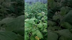 Черная мошка на томатах