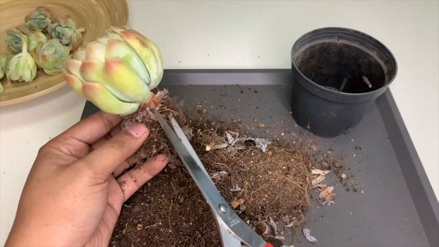 LET'S HARVEST & REPOT | Echeveria Elegans Cluster смотреть онлайн