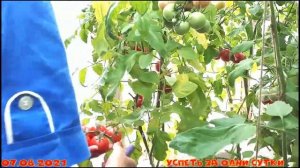 07.08.2021 Томат ? черри Малиновый земледелец F1. Описание гибрида, мои наблюдения, дегустация.