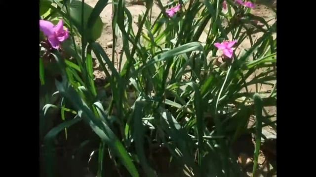 Традесканция виргинская