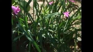 Традесканция виргинская