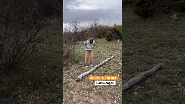 Первый в этом году #клещ #природакрыма #природа #насекомые #семья #приключения #бахчисарай