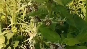 Моя малина Гордость и Краса России