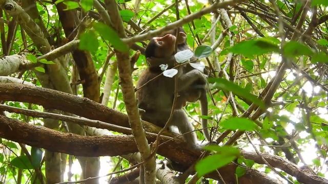 MG Mama TOMA Get Shocked hesitate Move Out Cos Daddy Aron React Strange смотреть онлайн