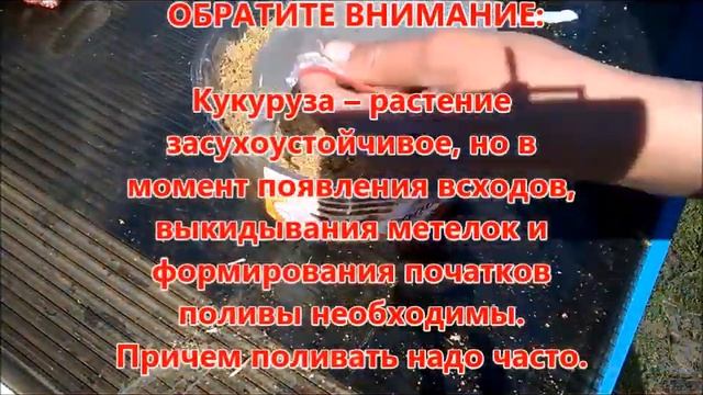 Выращиваем Кукурузу дома:) Эксперимент/ Школьник в Деревне. смотреть онлайн