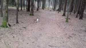 Джек рассел терьер прикол