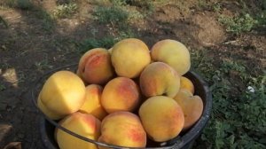 Персик. Сигнальный урожай деревьев второго года внгетации. Подвой Кубань - 86(Ап-1).