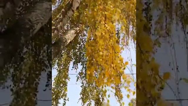 Береза-русская красавица