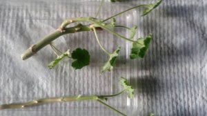 РАЗМНОЖЕНИЕ ГЕРАНИ (КАЛАЧИКОВ) БАБУШКИНЫМ СПОСОБОМ  ЭКСПЕРИМЕНТ