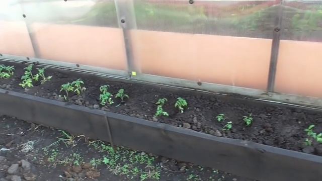 Высаживаю низкорослые штамбовые томаты на завалинки. Ольга Чернова. смотреть онлайн