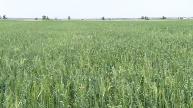 УНПЦ Горная поляна Опытные поля ВолГАУ смотреть онлайн