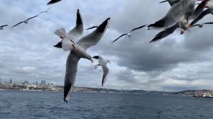 НОВОГОДНИЕ праздники в СТАМБУЛЕ. Стоит ли? ТОП-5 лучших мест Стамбула