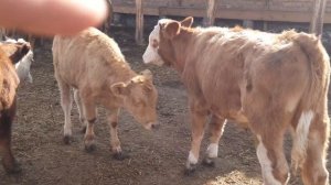 бычки сементалы швицы от 6 месяцев 89021269981.вацап вайбер есть доставка