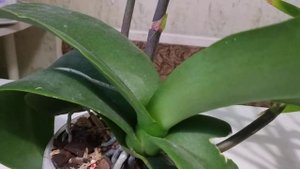 Липкие капли на листьях орхидеи