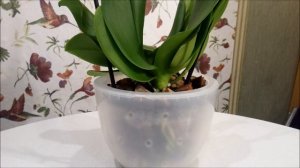 неправильный уход за орхидеями/ к чему это приводит/