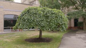 Ulmus glabra  - Scotch Elm