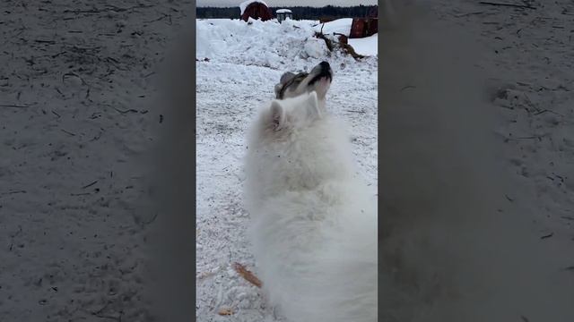 Один голубой, другой коричневый…