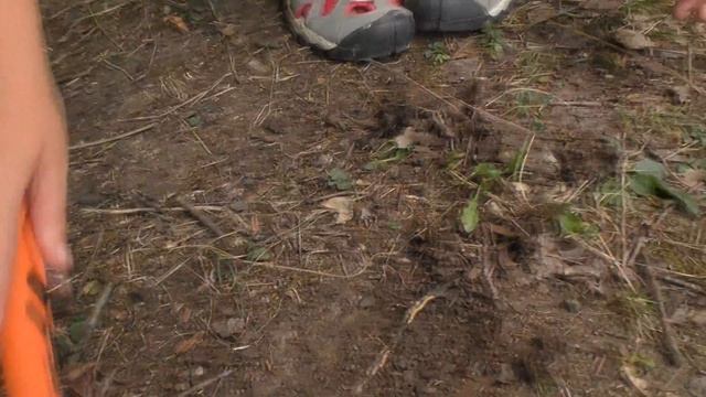 Коп в лесу с Whites MXT , Крым смотреть онлайн