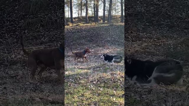 Собака зверь😂 #друг #питбуль #прайтер #видео #видеосживотными #собака #прикол #смешноевидео