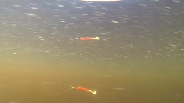 Mann's Samba смотреть онлайн